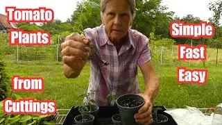 Grow Tomato Plants From Cuttings/Suckers |  Simple, Quick, Easy