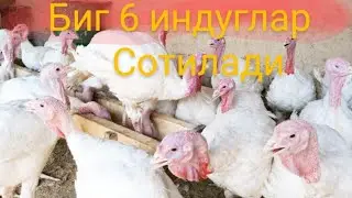 Биг 6 индуглар сотилади 6 килодан 10 килогадор живой вес 90.600.74.74