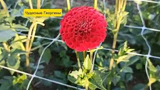 12.08.24г🌹Эти замечательные цветы!!!😊