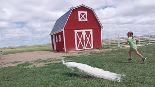 House sitting? How about RANCH sitting!