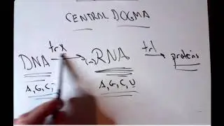 Review Video - Central Dogma & Gene Mutations