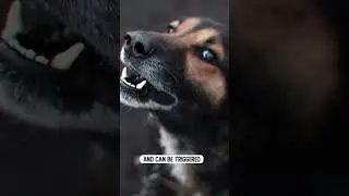 Aggressive Dog When Eating 