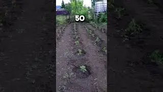 ПОЛЕ ТОМАТОВ Дачная математика