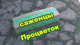 Procvetok 2023. Посылка с цветами. Распаковка