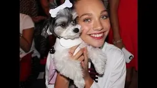 Meet Tinkerbelle, Rescue Dog Turned Social Media Star