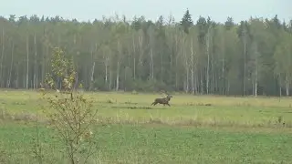 DRIVEN DEER HUNT!!! SHASHLIK FROM THE TONGUE AND HEART OF A DEER!!!