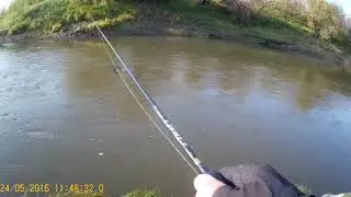 Гоняем окуней в Тобольском районе