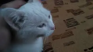 ОБЪЯСНЯЮ КОШКЕ ПОЧЕМУ НУЖЕН КОММУНИЗМ