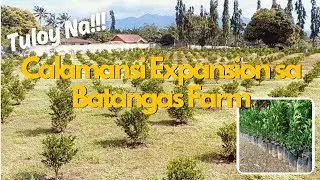 TULOY NA!!! Calamansi expansion in our Batangas Farm!