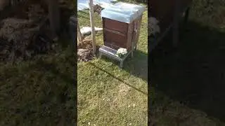 Пчёлы в Германии Зимой