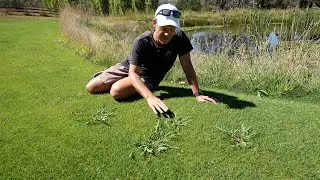Grassy Weed Removal in My Lawn // Paspalum, Couch and Crabgrass