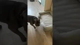 Диван для Майка, счастью нет предела 😍