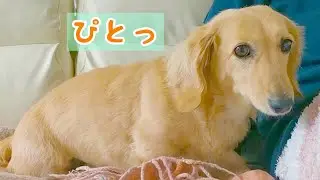 お留守番のあとはいつも以上に離れない愛犬【ミニチュアダックスフンド】