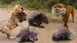 Lion is Stupid To Attack Into Sharp Fur Of Porcupine - Porcupine Defeat Lion, Pitbull, Leopard