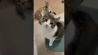 Шпротинка - охранник! Невозможно пройти к холодильнику! рабыня возмущена 🤣