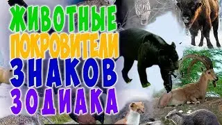 Какое ты ЖИВОТНОЕ по знаку зодиака?🌟ГОРОСКОП ДЛЯ ВСЕХ ЗНАКОВ ЗОДИАКА