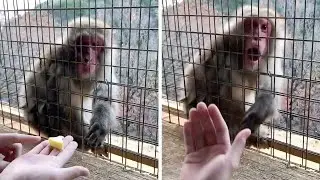 MonMonkey Baffled By Guy's Magic Trick #shorts