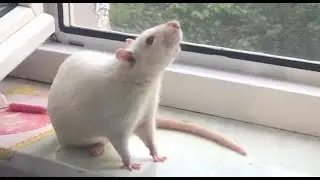 крысиный  кайф 😎