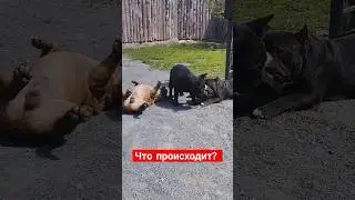 Французский бульдог Султан и Сабрина