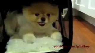 Смешной маленький щенок - померанский шпиц !