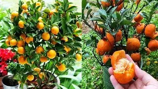 TABULAMPOT Jeruk Santang Madu Ini Mulai Berbuah Lagi - Orange Tree Fruiting In Pot