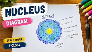 How to draw nucleus diagram || How to draw easy diagram of nucleus || step-by-step || Najmaart 