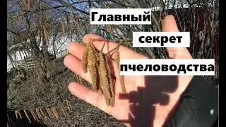 Главный секрет пчеловодства.
