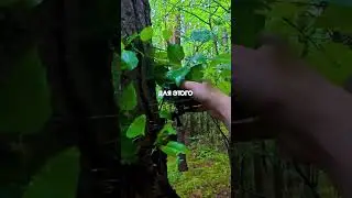 Subscribe❤️