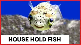 Zen Aquariums: Boosting Mental Health with Pet Fish | Science-backed Benefits