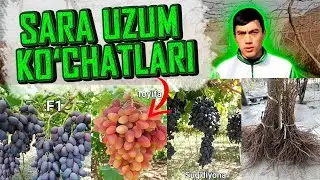 Sara  Tok ko'chatlar. Sara Uzum ko'chatlar. Uzumchlik