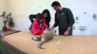 Naomi petting baby Tiger at Paphos Zoo