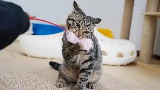 DIY the dandelion teaser stick for the cat!🐱タンポポで猫をからかう棒をDIYしました🤣| SD猫の夢島💗