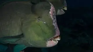 Facts: The Humphead Parrotfish