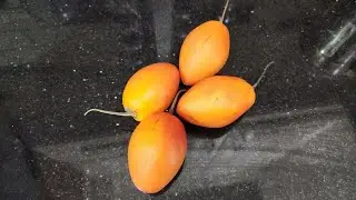 Tree Tomato-Tamarillo Seed to Tree Transformation  #seedtolife #aseedtolife  Solanum betaceum