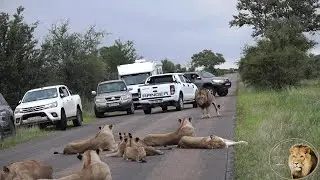 Satara Lion Pride With Cubs Blocking The Road