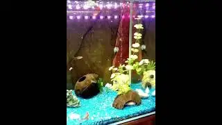 Freshwater Aquarium - Guppys (Poecilia reticulata) - Süßwasseraquarium
