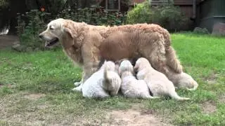 голден puppies 43 days/щенки ретривера 43 дня