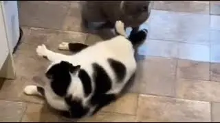 Жирный беспомощный кот