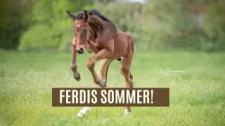Fohlen Update I Mutterschaftsurlaub I LILGRO