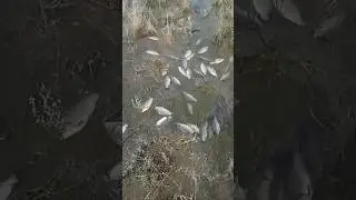 Алей разлился в степь. Рыбалка руками