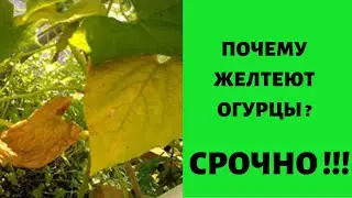 Огурцы  . ПОЧЕМУ ЖЕЛТЕЮТ ЛИСТЬЯ И ЗАВЯЗЬ ?