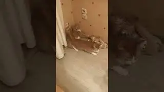 Кот не понимает, что от него требует, до конца