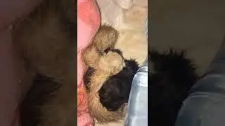 НЕЛЮДИ ВЫКИНУЛИ КОТЯТ