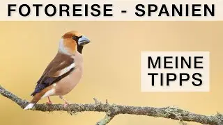 Kernbeisser und Blauelstern - Vogelfotografie in Spanien (Tipps & Fotoreise/Workshop)