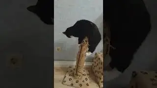 Анфиска застряла на столбике😂👍
