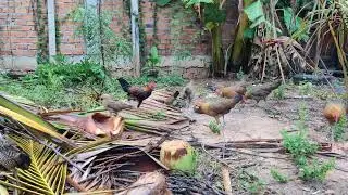 red junglefowl farm Indonesia