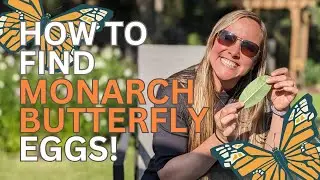 How to find monarch eggs + tips to support monarchs #monarcheggs #milkweedformonarchs