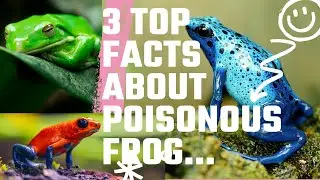 3 TOP FACTS YOU DIDN'T KNOW ABOUT POISONOUS FROG...