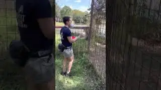 Max tiger gets a sicle from keeper Sarah C.  10 29 2022