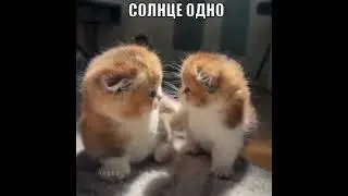 улыбайся - это бесплатно, говори добрые слова - это приятно #animals